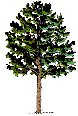 tree.jpg (49322 bytes)